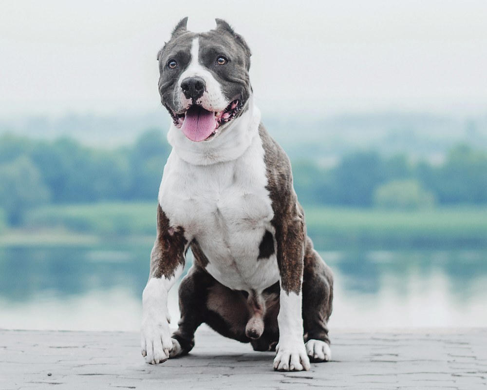 Dog Sits, Dog Cardiologist in Englewood