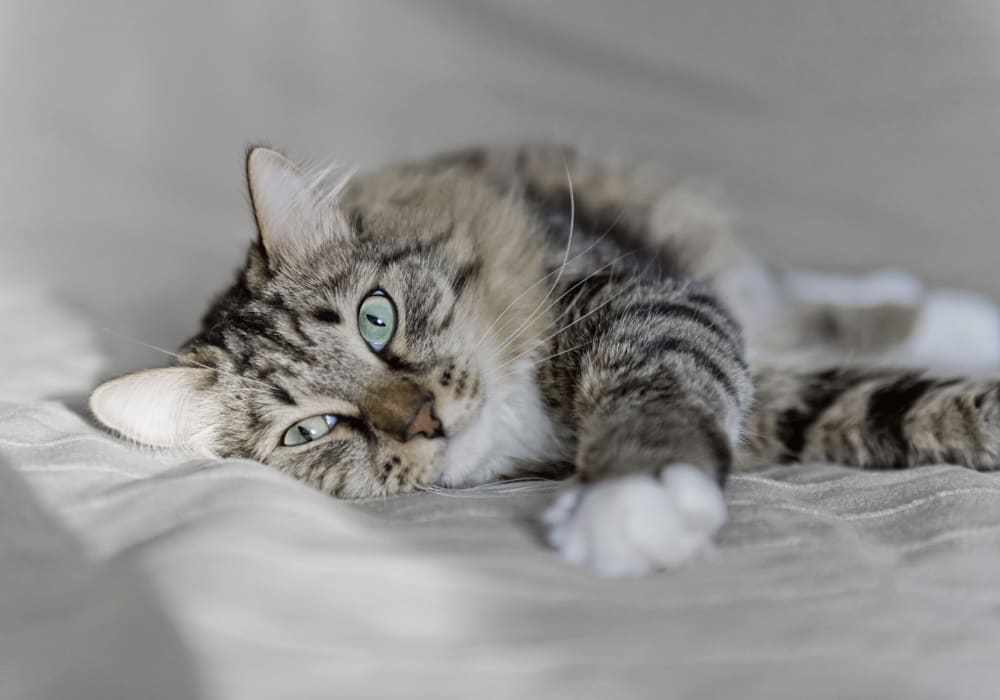 VRCC Veterinary Clinic