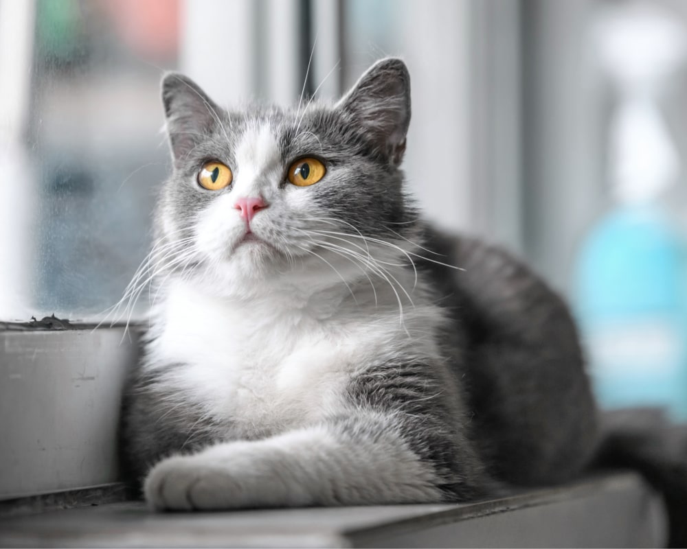 Neurology Services, Englewood Veterinarian